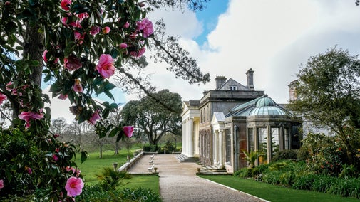 Side view of Trelissick house and terrace in spring with camellias